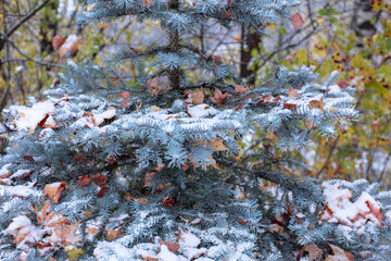 branch of blue spruce in the snow and fallen leaves. Concept, goodbye autumn, hello winter, christmas
