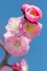 ピンクの梅の花