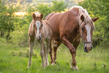 Obraz na płótnie Canvas Końska rodzina, konie i natura, lato