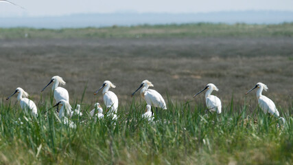 young spoonbills at nesting place on the uninhabited island of Rottumeroog.
