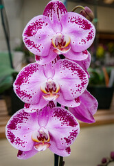 Strap Leaf Vanda Orchid