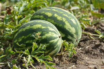 Watermelons ripen in the field