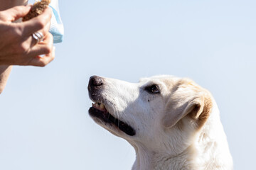 White labrador mix dog is intently watching the food