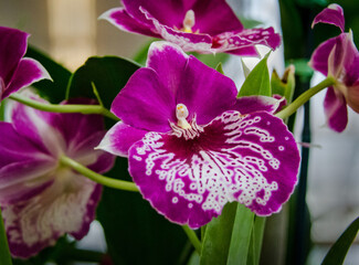 Miltonia Orchids