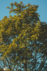 Tree agaisnt the sky