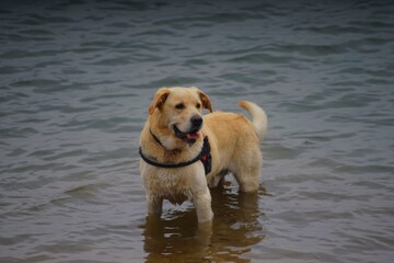 Dog on the water