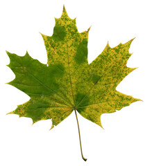 Green and yellow maple leaf on a white background. Autumn leaf on a white background. Isolated photo