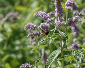 Mentha longifolia - horse mint with bee