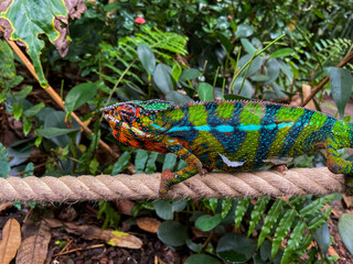 a colorful chameleon
