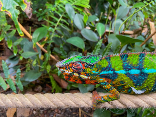 a colorful chameleon