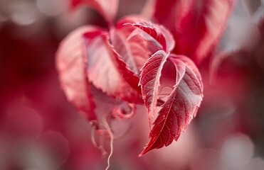 red leaves of wild grape in autumn 
