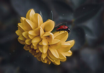 Ladybug on yellow dahlia flower