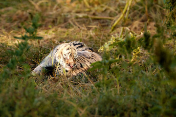 Newborn cubs, blind kittens cubs tigers, close up