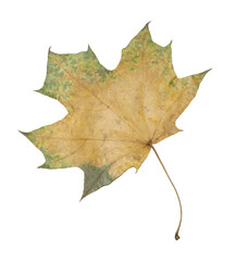 Autumn maple leaf on white background