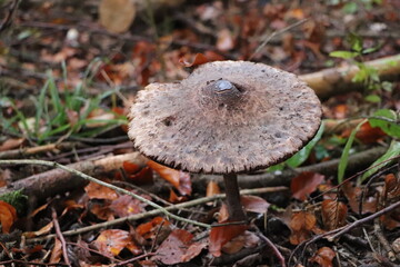 großer Pilz