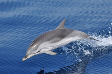 Striped Dolphin