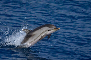 Striped dolphin