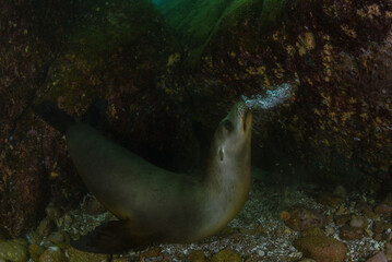 California sea lion playing in La Paz, Mexico.