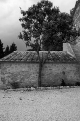 イタリア、トスカーナ地方の村の家と木