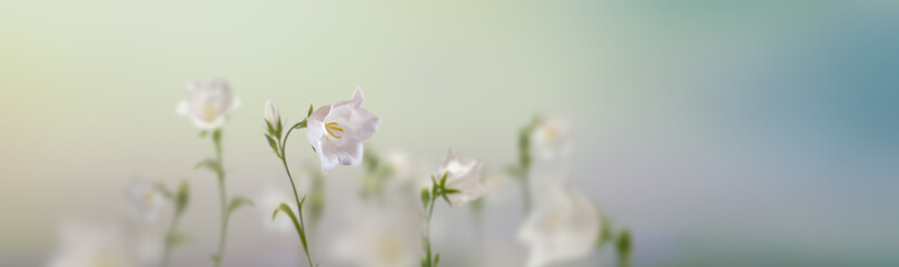 Naklejka na ściany i meble wild white flowers and green grass