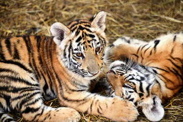 Fototapeta na wymiar Tiger cubs playing, close-up portraits