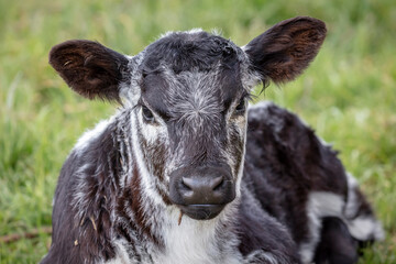 A black and white calf sitting on the ground in a green pasture in regional Australia