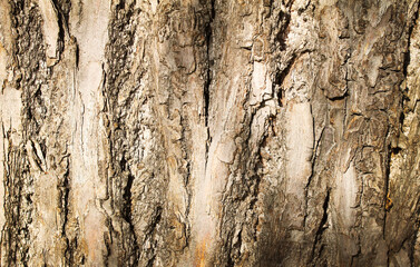 texture natural wood light background for copyscape