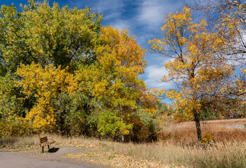 Solitary Bench Surrounded by Colorful Fall Trees and Grasses