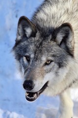grey wolf closeup portrait in snow