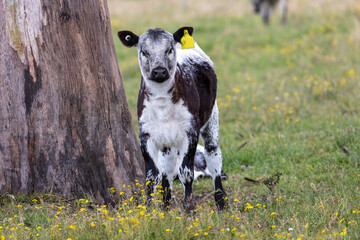 A black and white cow in a green pasture in regional Australia