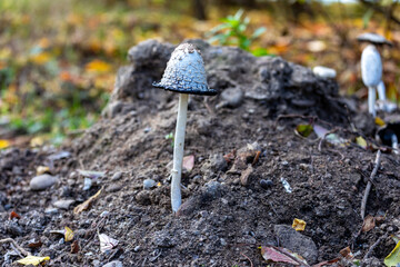 Shaggy ink cap (Coprinus comatus) growing on the forest floor in autumn