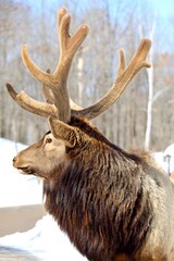 elk with velvet antlers in winter.  profile