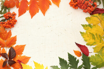 Naklejka na ściany i meble autumn frame osb plate lined with green yellow burgundy orange leaves