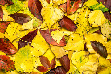 Naklejka na ściany i meble Colorful autumn background