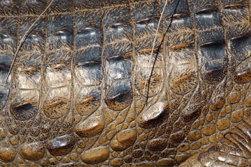 close up of crocodile skin