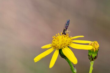 Insekt on a yellow flower