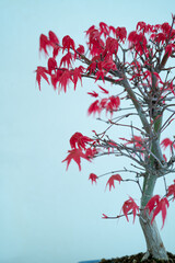 Close-up Japanese maple bonsai with red leaves