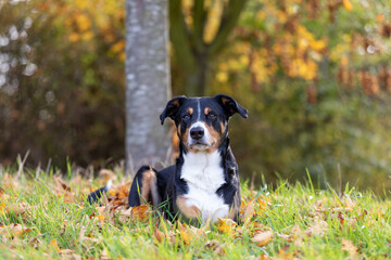 Naklejka na ściany i meble DOg (Appenzeller sennenhund) lying on the leaves in autumn