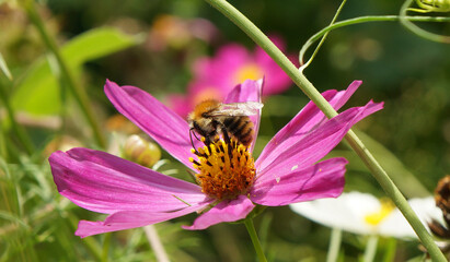 Flos apis super apes: flos, insectis