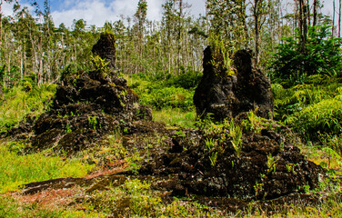 Lava Trees at Lava Tree State Monument, Big Island, Hawaii