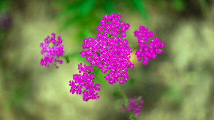 Top view pink Achillea flowers on a blurry background, background.