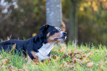dog with autumn leaves looking up