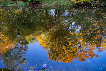 Bright reflection of autumn trees in the water. Yellow leaves float on the surface of the water.