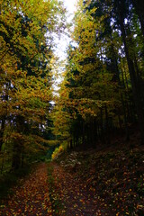 Herbstlicher Waldweg