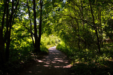 forest path with light at the and of it