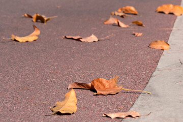Fallen dry autumn leaves on pathway in sunlight