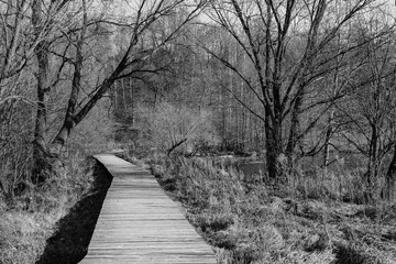 path in the forest