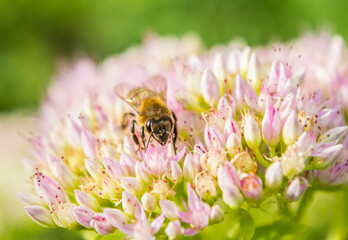 Bee on top of pink white flower