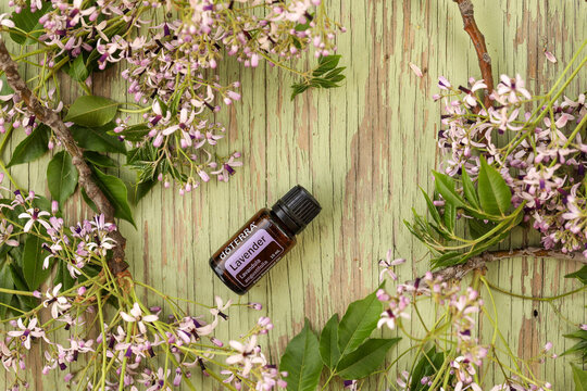 Mudgee, New South Wales / Australia - October 19 2020 - Illustrative editorial flat lay image of doterra lavender essential oil surrounded by pretty purple flowers on wooden surface