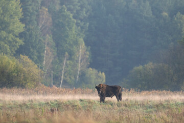 European bison from the Bialowieza forest. A herd of bison stays on the meadow. Poland wildlife during autumn. 